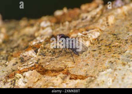 Famille Anthomyiidae Root-Maggot fly nature sauvage papier peint insecte, image, photographie Banque D'Images