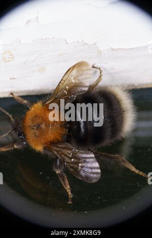 Bombus hypnorum Family Apidae genus Bombus Tree Bumblebee Nouveau jardin Bumblebee nature sauvage photographie d'insectes, image, papier peint Banque D'Images