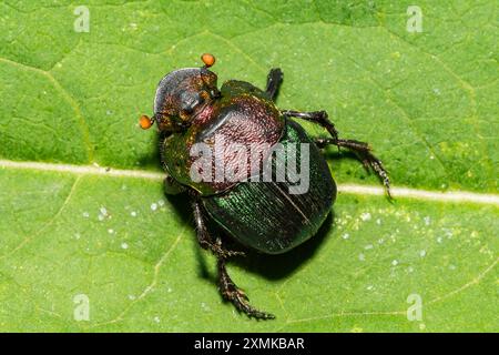 Rainbow Scarab - Phanaeus vindex Banque D'Images