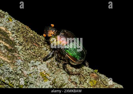 Rainbow Scarab - Phanaeus vindex Banque D'Images