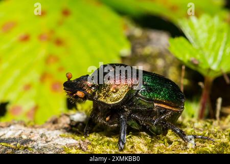 Rainbow Scarab - Phanaeus vindex Banque D'Images