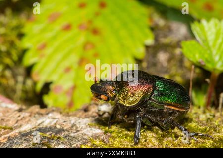 Rainbow Scarab - Phanaeus vindex Banque D'Images