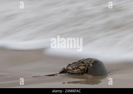 Crabe à cheval (Limulus polyphemus) avec des coquilles de Slipper (crepidula fornicata) sur sa coquille, Rehoboth Beach, Delaware Banque D'Images