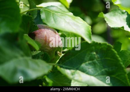 Pomme mûrissant sur l'arbre Banque D'Images