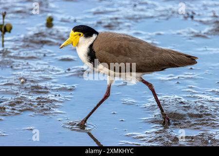 Un lapwing masqué pataugant dans l'eau sur une plage de sable à marée basse Banque D'Images