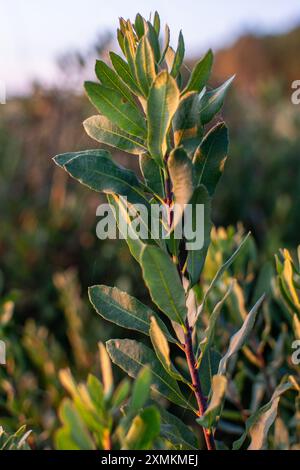 Le myrica gale, communément le myrte des tourbières, le saule doux, le myrte hollandais et l'arbuste doux, pousse en août à Engure, en Lettonie Banque D'Images