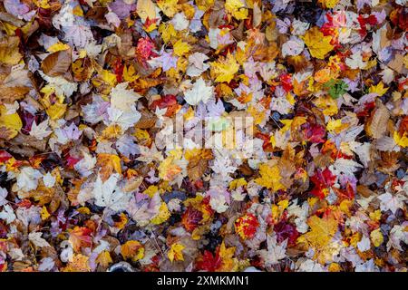 Patch de feuilles de différentes couleurs sur le sol pendant la saison d'automne. Banque D'Images