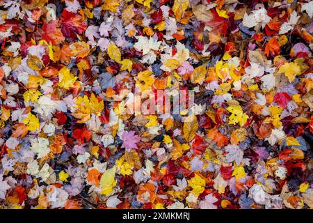 Patch de feuilles de différentes couleurs sur le sol pendant la saison d'automne. Banque D'Images