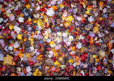 Patch de feuilles de différentes couleurs sur le sol pendant la saison d'automne. Banque D'Images