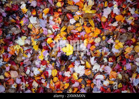 Patch de feuilles de différentes couleurs sur le sol pendant la saison d'automne. Banque D'Images