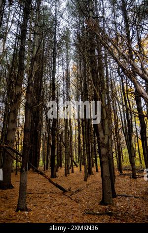 Tableau de troncs de pin dans la forêt avec des feuilles sur le sol. Banque D'Images