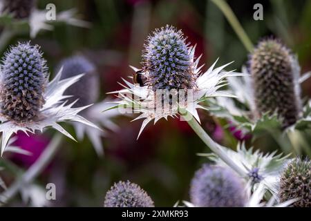 Gros plan d'un bourdon sur une fleur argentée bleuâtre d'Eryngium planum en été Banque D'Images