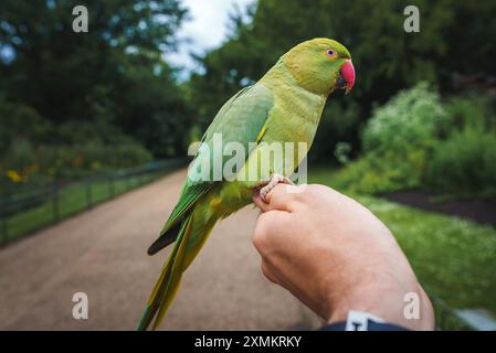 Perruche verte vibrante perchée sur la main dans un parc londonien serein Banque D'Images