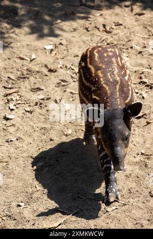 Vue rapprochée d'un jeune Baird's Tapir Banque D'Images