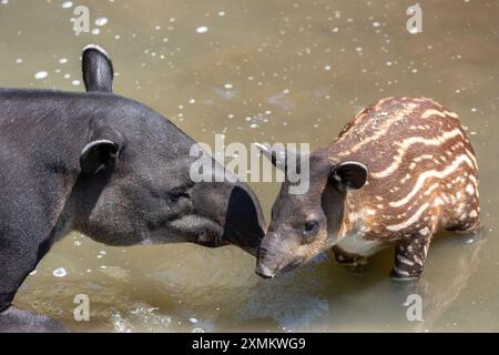 Tapir de Baird, mère et juvénile Banque D'Images