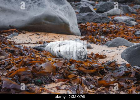 Chiot phoque reposant sur une plage couverte d'algues avec littoral rocheux en Islande Banque D'Images