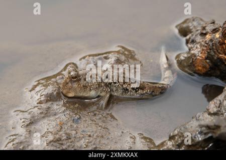 Un beau mudskipper commun (Periophthalmus kalolo) sur les vasières parmi les mangroves Banque D'Images