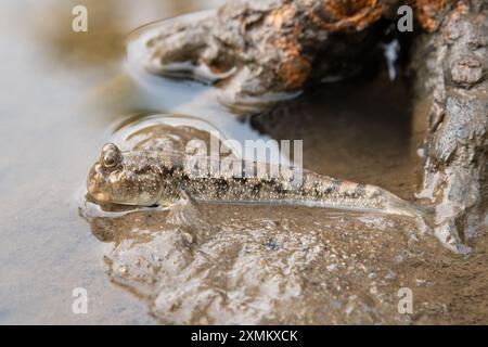 Un beau mudskipper commun (Periophthalmus kalolo) sur les vasières parmi les mangroves Banque D'Images