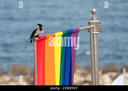 Un corbeau à capuche se perche sur un grand drapeau de fierté près de Hilton Beach à tel Aviv, Israël Banque D'Images