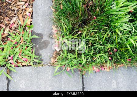 Vert vif avec de larges lames, le crabe annuel Digitaria est une mauvaise herbe nuisible et on le voit ici reprendre le jardin au début de l'été. Banque D'Images