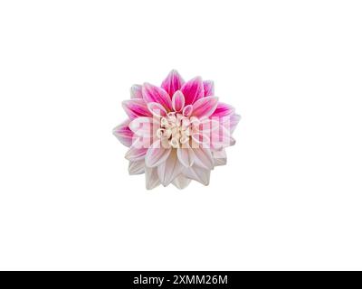 Macro isolée d'un petit dahlia rose et blanc, un excellent choix pour une fleur coupante. Banque D'Images
