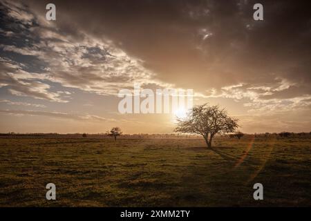 Cette image capture un paisible pâturage serbe en Voïvodine à l'aube, illustrant la beauté sereine de l'agriculture rurale. Le paysage est baigné de s. Banque D'Images