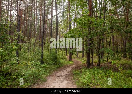 Cette image montre un chemin sinueux à travers une forêt lettone dense, entouré de verdure luxuriante et de grands arbres. Le sentier serein et accueillant est idéal Banque D'Images