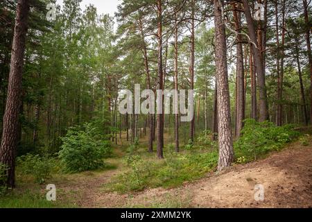 La photographie capture une forêt lettone pittoresque, densément peuplée de sapins et de pins. Le paysage verdoyant incarne la beauté naturelle Banque D'Images