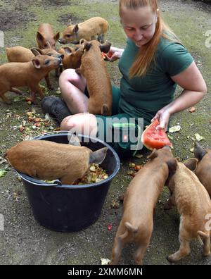 24 juillet 2024, Saxe, Eilenburg : avec des friandises aux fruits et légumes, Caroline Otto, probablement la plus jeune gérante de zoo en Allemagne à 25 ans, apporte aux porcs laineux de deux semaines un changement de régime bienvenu aux côtés du lait de leurs mères de truie Krimhild et Brunhild. Les petits porcs Mangalitza sont actuellement parmi les favoris des jeunes et des vieux visiteurs du zoo pour animaux familiers avant de partir pour leurs voyages chez des amis animaux et des éleveurs vers l'âge de six semaines. Les porcs Mangalitza sont élevés au zoo d'Eilenburg depuis plus de 10 ans. Plus de 100 de ces cochons de laine rouge, un cochon hongrois Banque D'Images