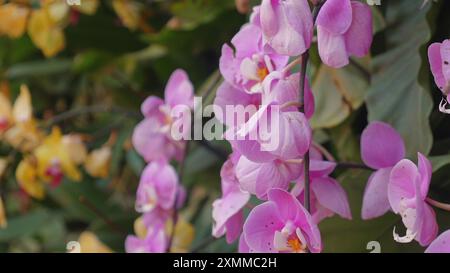 Belles orchidées roses fleurissant dans le jardin, entourées d'un vert luxuriant Banque D'Images