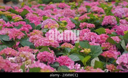 Hortensias roses florissantes dans un jardin luxuriant, mettant en valeur la beauté de la nature Banque D'Images