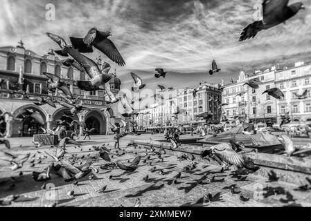 CRACOVIE, POLOGNE - 19 FÉVRIER 2018 : troupeau de pigeons sur la place principale Banque D'Images