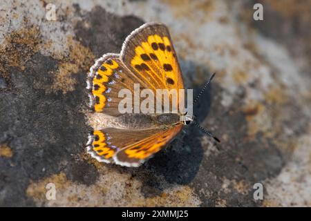 Lycaena phlaeas, le petit cuivre, cuivre américain, ou cuivre commun, un papillon des Lycaenides ou famille des papillons à ailes gossamer à Narayana Ash Banque D'Images