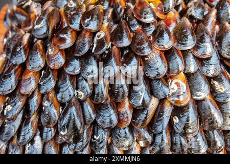 Saveurs de rue moules farcies. Moule tenant la main. Tas de mollusques noirs. Banque D'Images