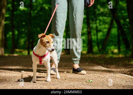 Femme portant des vêtements décontractés promène son chien Jack Russell terrier dans le parc d'été. Le chien porte un harnais rouge. Animal mignon à la marche du matin Banque D'Images