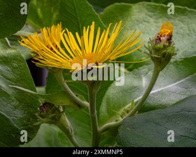Gros plan sur la fleur jaune orangé vif et les bourgeons d'inula helenium aka elecampane, Horse-Heal ou elfdock fleurissant à l'extérieur sur fond naturel Banque D'Images
