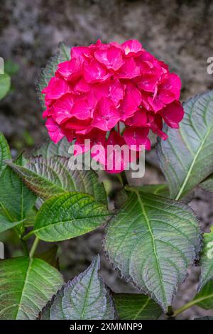 Gros plan vue verticale d'amas rose rouge vif de fleurs d'hortensia macrophylla avec feuillage isolé à l'extérieur dans le jardin Banque D'Images