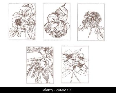 Un ensemble d'illustrations florales représentant des roses, des berges, du jasmin, des figues faites dans un style monochrome élégant, de couleur marron. Un dessin calligraphique dessiné à la main Banque D'Images