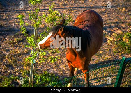 Une photo unique capturant un cheval d'une vue de dessus, mettant en valeur les caractéristiques détaillées de l'animal et le paysage pastoral environnant. Banque D'Images