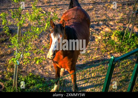 Une photo unique capturant un cheval d'une vue de dessus, mettant en valeur les caractéristiques détaillées de l'animal et le paysage pastoral environnant. Banque D'Images