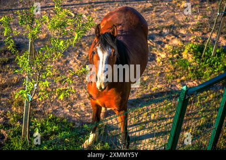 Une photo unique capturant un cheval d'une vue de dessus, mettant en valeur les caractéristiques détaillées de l'animal et le paysage pastoral environnant. Banque D'Images