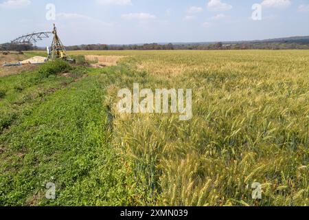 Blé cultivé sous irrigation à pivot central dans le centre de la Zambie près de Mkushi Banque D'Images