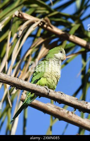 La perruche moine (Myiopsitta monachus) est commune dans les bordures boisées et les bosquets, souvent autour des bâtiments Banque D'Images