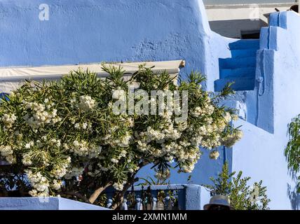 Fleurs de bougainvilliers blancs en fleurs contre un mur bleu sur l'île de Santorin. Banque D'Images