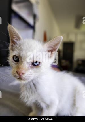 Détail d'un petit chat abandonné dans la ville, adoption Banque D'Images