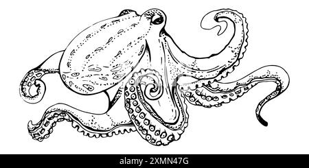 Octopus céphalopode mollusque Marine Life, animal de créature sous-marine océanique, encre et stylo dessin à la main. Illustration d'un seul objet, stylisée Illustration de Vecteur