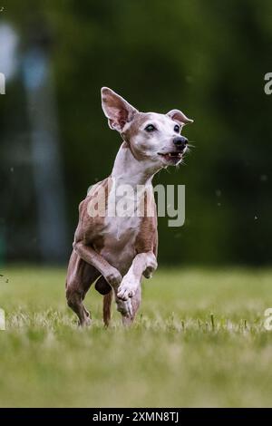 Lévrier italien courir leurre courant le sport de chien dans l'herbe Banque D'Images