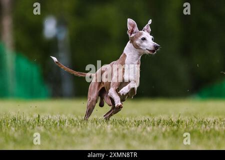 Lévrier italien courir leurre courant le sport de chien dans l'herbe Banque D'Images