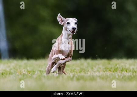 Lévrier italien courir leurre courant le sport de chien dans l'herbe Banque D'Images