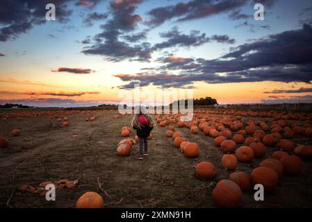 Jeune fille marchant à travers le champ de citrouille au coucher du soleil Banque D'Images